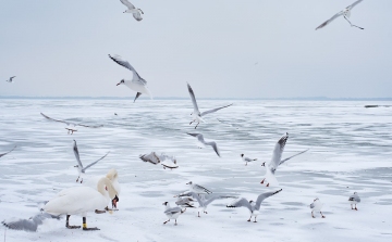 Jegesedésnek indulhat a Balaton